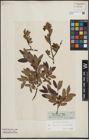 Foto von Salix lapponum L. x Salix myrtilloides L.